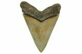 Serrated, Fossil Megalodon Tooth - North Carolina #363708-1